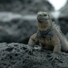 Iguanas de Galápagos logran máxima protección internacional