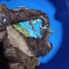 Oso perezoso es rescatado en el r&iacute;o Upano, en Morona Santiago