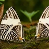 An&aacute;lisis gen&eacute;ticos permiten identificar una nueva especie de mariposa en Napo