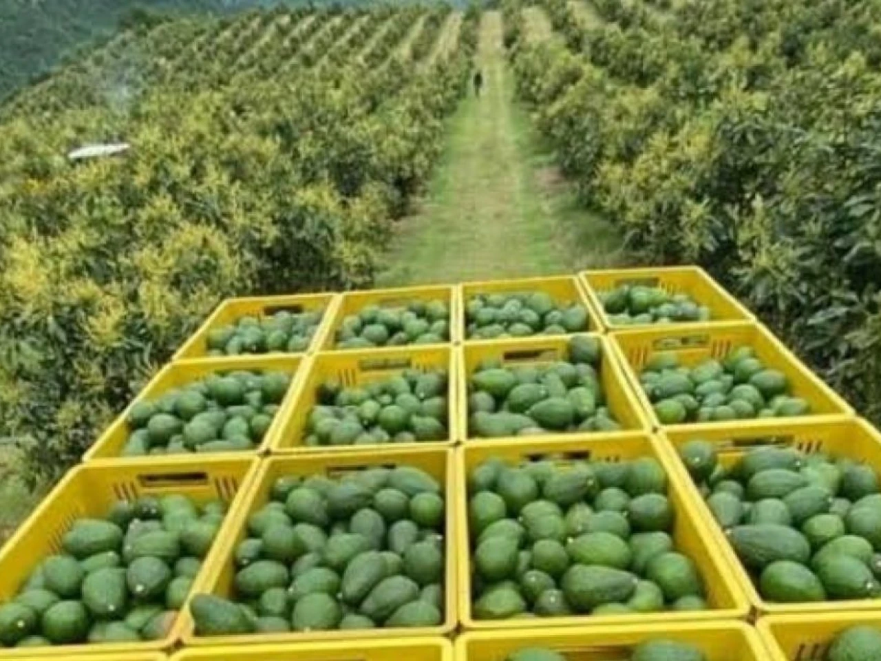 El aguacate lidera la nueva apuesta exportadora de Ecuador; la chirimoya gana espacio
