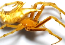 Descubren dos nuevas especies de arañas tejedoras en la Amazonía ecuatoriana 