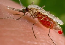 Perú y Ecuador coordinan acciones de control y prevención de la malaria 
