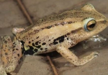Descubren nuevas especies de ranas en los bosques de bambú del sur de Ecuador