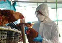 Ecuador activó protocolos de bioseguridad ante un nuevo caso de gripe aviar