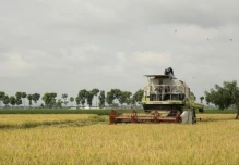 Ecuador exportará 30.000 toneladas de arroz a Colombia desde el 25 de julio