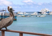 Ecuador oficializará nueva reserva marina de Galápagos