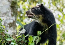 Carne de oso de anteojos fue confiscada en Morona