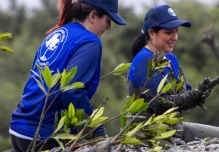 DP World Ecuador sembró 250.000 plántulas de mangle rojo 