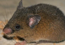 Nueva especie de roedor fue descrita en Napo