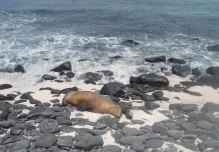 Aumentan las críticas por barcos chinos cerca de Galápagos