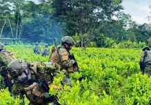 Ejército destruye más de 60.000 plantas de coca en Sucumbíos
