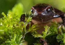 Nueva especie de rana diminuta fue descubierta en Mindo