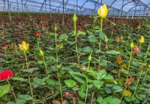 Coronavirus: La floricultura de Ecuador, uno de los sectores más castigados