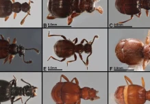 22 nuevas especies de escarabajos fueron descritas en Pastaza y 3 provincias más