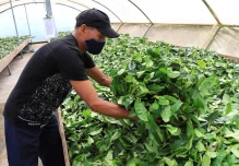 La Guayusa está considerada entre la próxima gran ola de bebidas sin alcohol de los EE.UU.