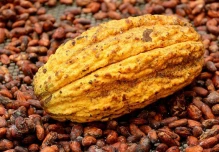 El boom del cacao impulsó inversiones y mejoras en la vida de productores ecuatorianos