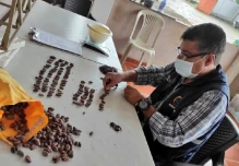 En 2021 se certificaron más de 330 mil toneladas de cacao en grano