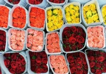 Empresarios prevén alza del 6 % en exportaciones de flores para San Valentín