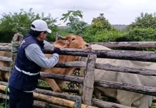 Ecuador avanza hacia estatus libre de fiebre aftosa sin vacunación
