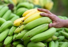 Sector bananero insiste en un precio justo para el banano ecuatoriano en Europa