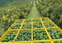 El aguacate lidera la nueva apuesta exportadora de Ecuador; la chirimoya gana espacio