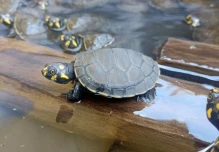 Liberan más de 1.900 tortugas charapas en el río Aguarico