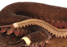 Nueva especie de gusano fue descubierta en la Amazonía
