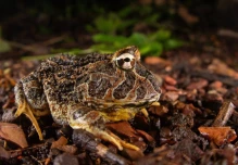 Guayaquil vuelve a registrar especies ausentes por más de un siglo