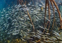 Los manglares de Galápagos, ecosistemas clave para la diversidad de peces 