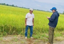 El Gobierno activa la compra directa de arroz en Guayas y Los Ríos