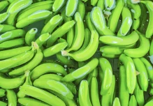 Exportaciones de banano crecen 9,87 % y superan las 111 millones de cajas en el primer trimestre