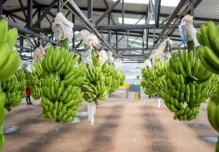 Exportaciones de banano de Ecuador crecen 6,75 % hasta mayo 