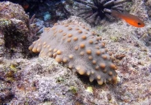 Ecuador abre la pesca controlada de pepinos de mar en una reserva de Galápagos
