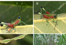 Especie de colorido saltamontes fue hallada en Morona Santiago