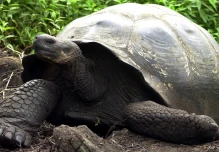 Científicos realizan censo de especies emblemáticas en las Islas Galápagos
