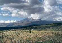 Ecuador destinó USD 1,09 millones para impulsar plantaciones forestales