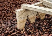 Zamora fue pionera en el cacao