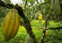 Fin del espejismo: el cacao cae y vuelve a su piso histórico