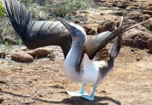 Protocolos por posible afectación de aves en Galápagos son activados