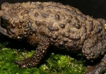 Nueva especie de sapo fue descubierta en Tungurahua