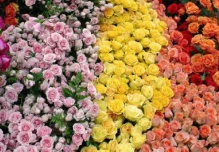Unas 15.000 toneladas de flores saldrán desde Quito al mundo por San Valentín