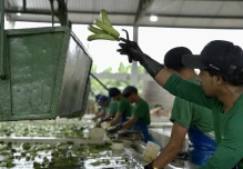 'Fincas Seguras': el banano de Ecuador se protege contra criminalidad