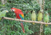 10 aves fueron rescatadas en Joya de los Sacha