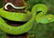 Un estudio detectó 66 especies de serpientes en Mera