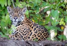 ‘Guardianes del Jaguar’ fue presentado para proteger al felino amazónico