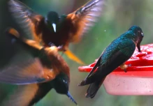 Zamora Chinchipe, un paraíso de las aves