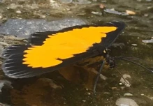 Pimpilala, el hogar de las mariposas en la provincia de Napo