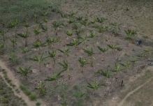 El experimento agrícola que quiere devolver el verde a la Amazonía deforestada