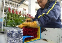 Sector florícola del Ecuador registra 60% de pérdidas por el Covid-19