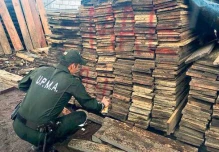 Alto índice de tráfico ilegal de madera se mantiene en zona 1  